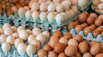 الحكومة تنفي صحة الأنباء المتداولة بشأن وجود مخاطر صحية لتناول البيض